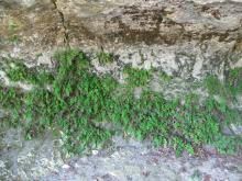 Végétation des falaises calcaires